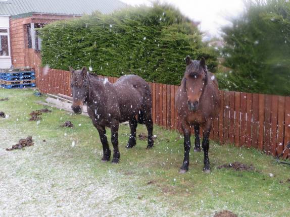 Cavalos parecem estar acostumados à subita queda de neve em Port Stanley, a capital de Falkland