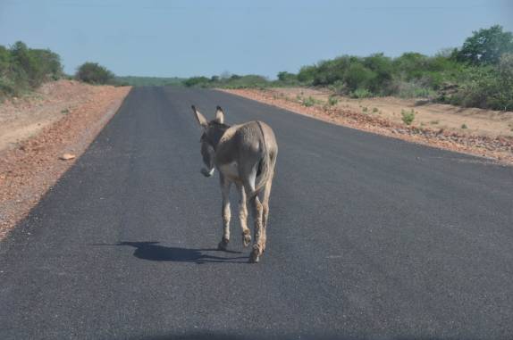 Cena comum nas estradas do interior do Piauí e do Nordeste