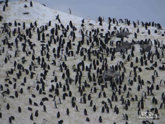 Centenas de chinstrap penguins (pinguins-de-barbicha) na costa gelada de Point Wild, em Elephant Island, na Antártida