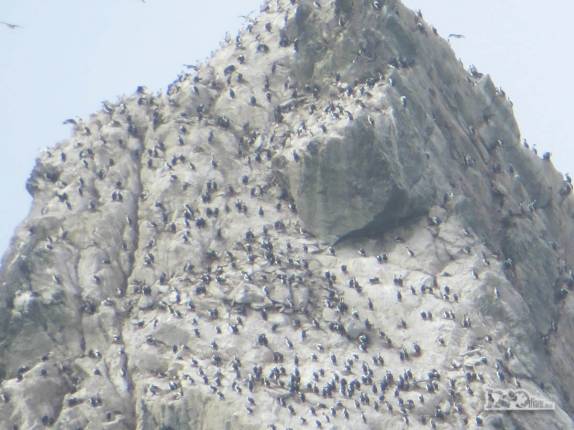 Centenas de pássaros repousam em Shag Rocks, rochedos em alto mar, entre Falkland e Geórgia do Sul Centenas de pássaros repousam em Shag Rocks, rochedos em alto mar, entre Falkland e Geórgia do Sul