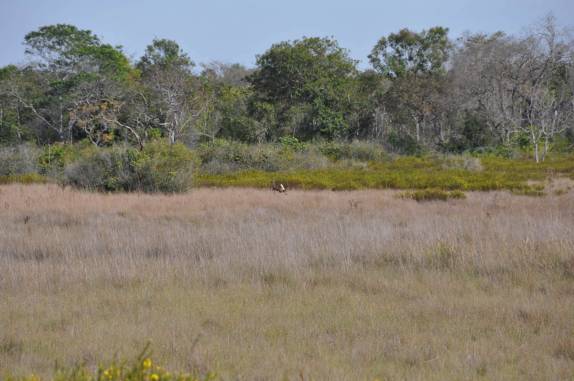 Cervo salta no Parque Nacional Grande Sertão Veredas, no noroeste de MG (região de Chapada Gaúcha)