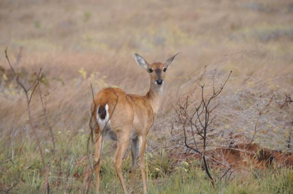 Cervos no Parque da Serra da Canastra - MG