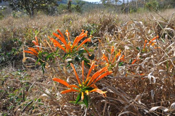 Cipó São João, no Parque Nacional das Sempre-Vivas, em MG Cipó São João, no Parque Nacional das Sempre-Vivas, em MG