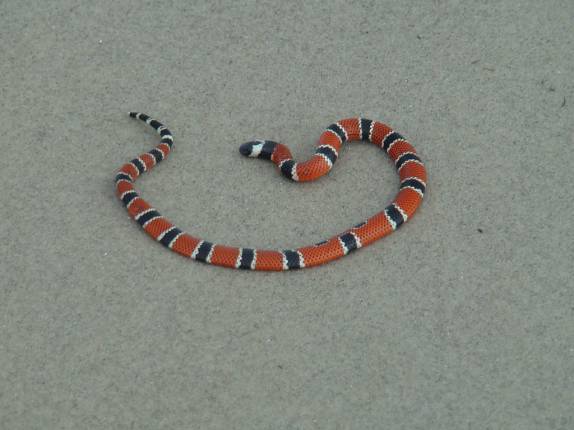 Cobra coral na praia - volta à Ilha Cobra coral na praia - volta à Ilha