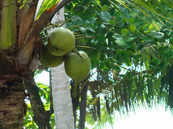 Cocos no nosso quintal em Zancudo, no litoral PacÃfico da Costa Rica Cocos no nosso quintal em Zancudo, no litoral PacÃfico da Costa Rica