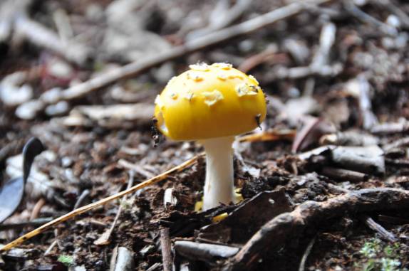 Cogumelo amarelo na entrada do Lapão, em Lençóis, na Chapada Diamantina - BA