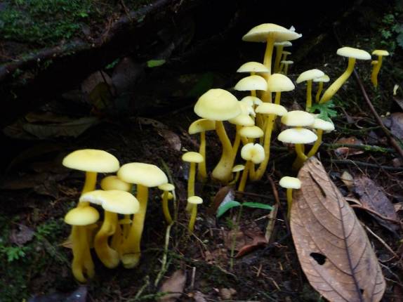 Cogumelos na trilha do Boiling Lake, no Trois Pitons National Park, em Dominica, no Caribe Cogumelos na trilha do Boiling Lake, no Trois Pitons National Park, em Dominica, no Caribe