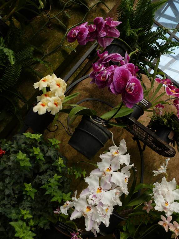 coleção de orquídeas no Longwood Gardens, na Pennsylvania - Estados Unidos coleção de orquídeas no Longwood Gardens, na Pennsylvania - Estados Unidos