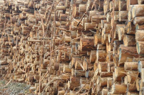 Colheita de eucaliptos, próximo à Costa Dourada - BA