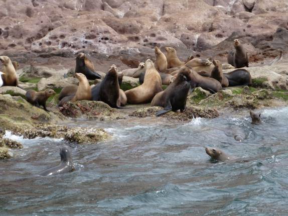 Colônia de leões-marinhos na ilha de Espíritu Santo, região de La Paz, na Baja California - México Colônia de leões-marinhos na ilha de Espíritu Santo, região de La Paz, na Baja California - México
