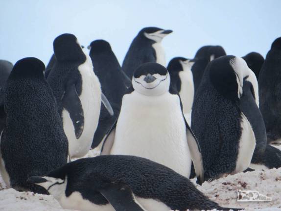 Colônia de pinguins chinstrap em Half Moon Island, na Antártida