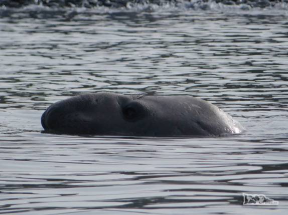Com apenas a cabeça fora d'água, um elefante-marinho nada na baía de Gold Harbour, na Geórgia do Sul Com apenas a cabeça fora d'água, um elefante-marinho nada na baía de Gold Harbour, na Geórgia do Sul