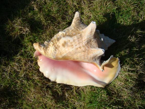Concha típica das Bahamas