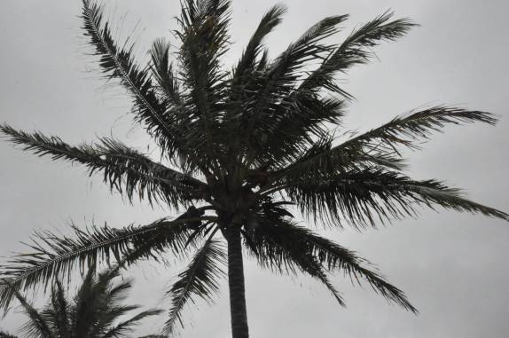 Coqueiral em Corumbau - BA