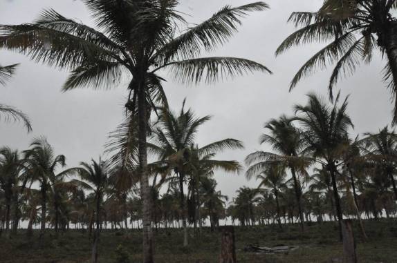 Coqueiral em Corumbau - BA