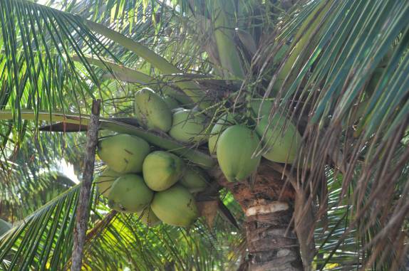 Coqueiro carregado na,Península do Maraú - BA