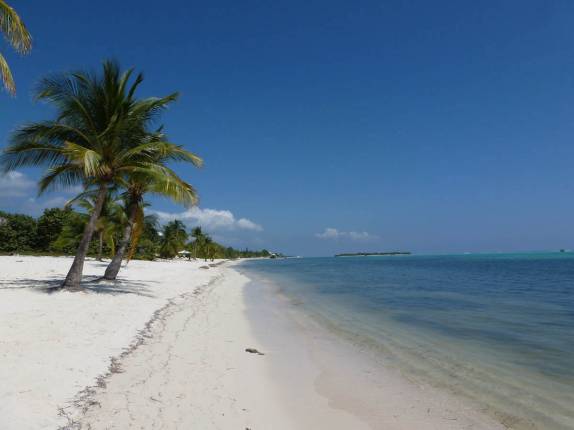 Coqueiros e areia branca em praia paradisíaca em Little Cayman, nas Ilhas Caiman