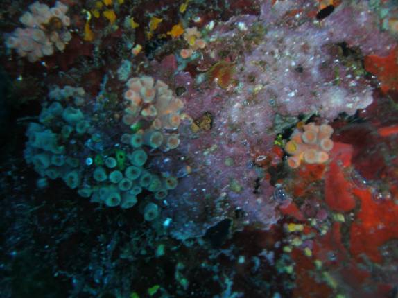Corais semelhantes à pérolas, durante mergulho em Tent Reef Wall, na costa de Saba - Caribe Corais semelhantes à pérolas, durante mergulho em Tent Reef Wall, na costa de Saba - Caribe