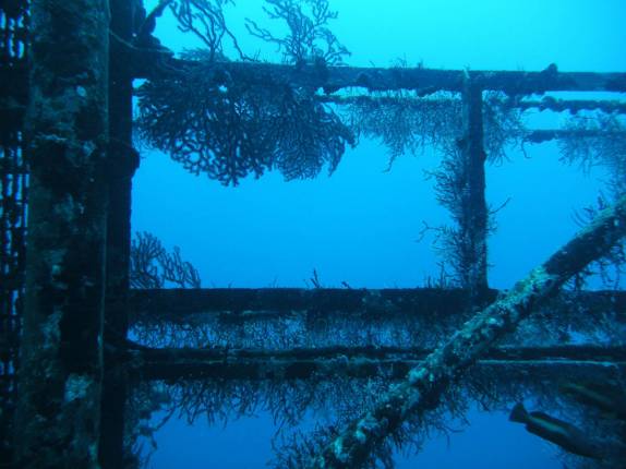 Corais tomam conta da estrutura do naufrágio Charlie Brown, na costa de Statia - Caribe Corais tomam conta da estrutura do naufrágio Charlie Brown, na costa de Statia - Caribe