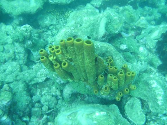 Coral amarelo em mergulho em Speyside - Tobago