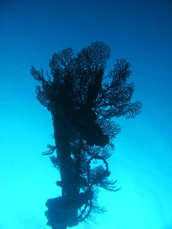 Coral negro na ponta do mastro do naufrágio Charlie Brown, na costa de Statia - Caribe Coral negro na ponta do mastro do naufrágio Charlie Brown, na costa de Statia - Caribe