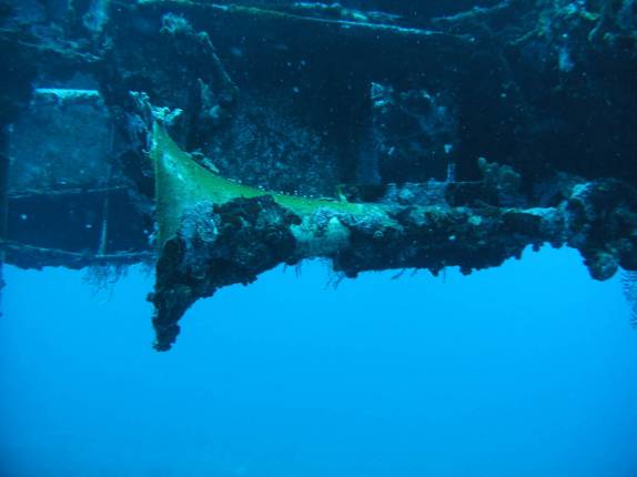 Corneta do naufrágio Charlie Brown, na costa de Statia - Caribe Corneta do naufrágio Charlie Brown, na costa de Statia - Caribe