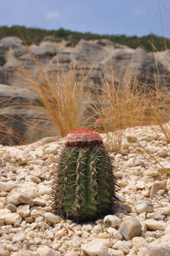 Coroa de Frade na Serra da Capivara, próximo à São Raimundo Nonato - PI