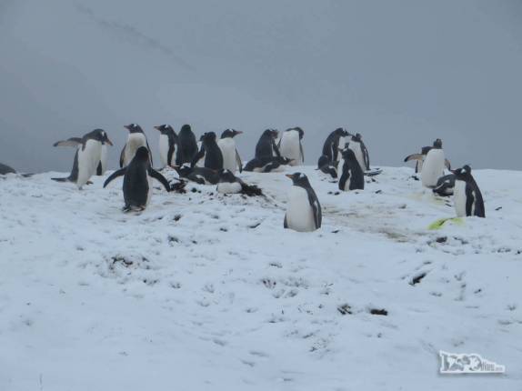 Cruzando com um grupo de pinguins gentoo pouco antes de chegarmos a Stromness, na Geórgia do Sul Cruzando com um grupo de pinguins gentoo pouco antes de chegarmos a Stromness, na Geórgia do Sul