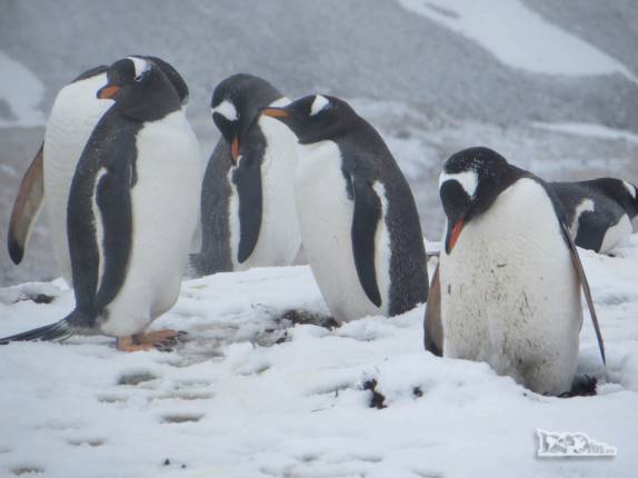 Cruzando com um grupo de pinguins gentoo pouco antes de chegarmos a Stromness, na Geórgia do Sul Cruzando com um grupo de pinguins gentoo pouco antes de chegarmos a Stromness, na Geórgia do Sul