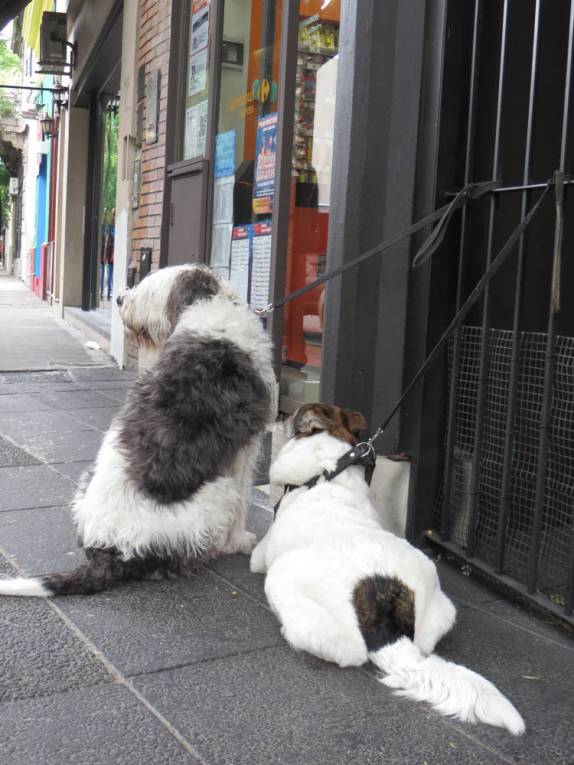 Cães esperam pacientemente enquanto esperam seu dono em loja de Palermo, bairro de Buenos Aires, na Argentina
