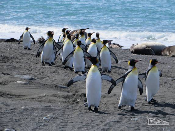 Cuidadosamente, grupo de pinguins rei atravessa o território dos elefantes-marinhos na praia de Gold Harbour, na Geórgia do Sul
