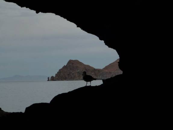 De dentro da gruta, gaivota observa o mar na ilha de Espíritu Santo, região de La Paz, na Baja California - México De dentro da gruta, gaivota observa o mar na ilha de Espíritu Santo, região de La Paz, na Baja California - México