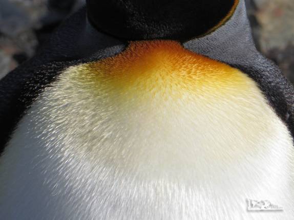 De tão pequenas, as penas mais se parecem pelos no pinguim rei (em St Andrews Bay, na Geórgia do Sul) De tão pequenas, as penas mais se parecem pelos no pinguim rei (em St Andrews Bay, na Geórgia do Sul)