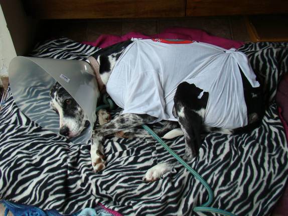 Diana pós-operatória Diana pós-operatória