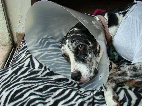 Diana pós-operatória Diana pós-operatória