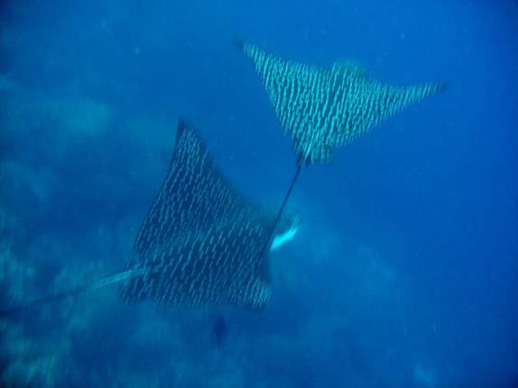 Duas arraias-chita em mergulho na Isla Darwin, em Galápagos Duas arraias-chita em mergulho na Isla Darwin, em Galápagos