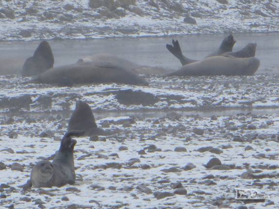 Elefantes e lobos-marinho ocupam as ruínas de Stromness, antiga estação baleeira na Geórgia do Sul Elefantes e lobos-marinho ocupam as ruínas de Stromness, antiga estação baleeira na Geórgia do Sul