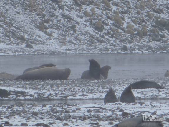 Elefantes e lobos-marinho ocupam as ruínas de Stromness, antiga estação baleeira na Geórgia do Sul Elefantes e lobos-marinho ocupam as ruínas de Stromness, antiga estação baleeira na Geórgia do Sul