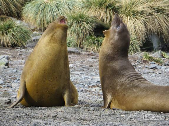 Elefantes-marinho adolescentes medem forças em praia de Prion Island, na Geórgia do Sul Elefantes-marinho adolescentes medem forças em praia de Prion Island, na Geórgia do Sul