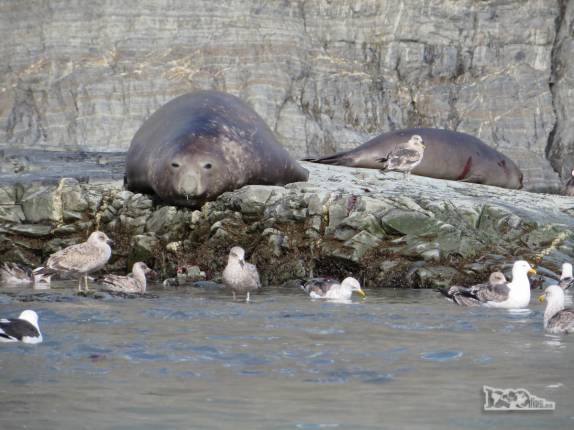 Elefantes-marinhos e gaivotas em Gold Harbour, na Geórgia do Sul Elefantes-marinhos e gaivotas em Gold Harbour, na Geórgia do Sul