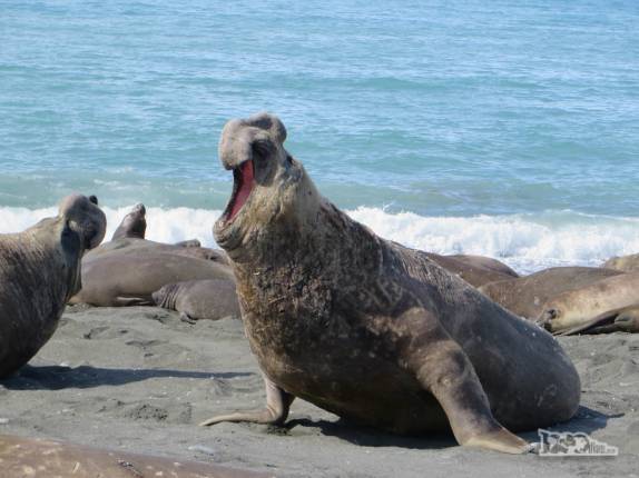 Elefantes-marinhos se enfrentam na praia de Gold Harbour, na Geórgia do Sul