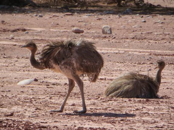 Encontro com o Ñandú, equivalente à nossa ema, no Parque Nacional Talampaya, na Argentina Encontro com o Ñandú, equivalente à nossa ema, no Parque Nacional Talampaya, na Argentina
