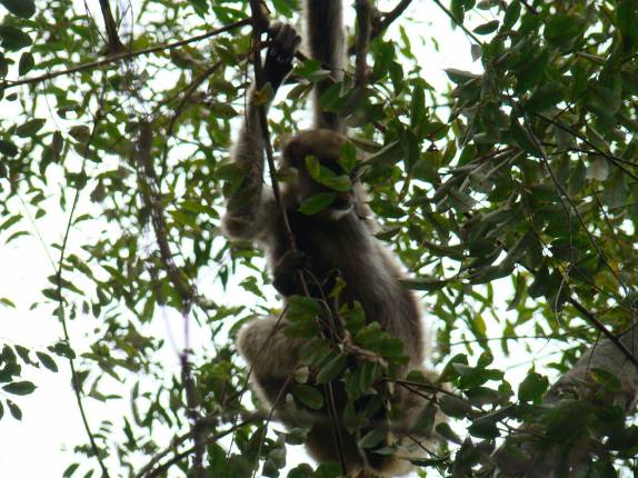 Encontro com um enorme bando de Muriquis, na RPPN Feliciano Abdalla, Reserva dos Muriquis, em Ipanema, próximo a Caratinga - MG