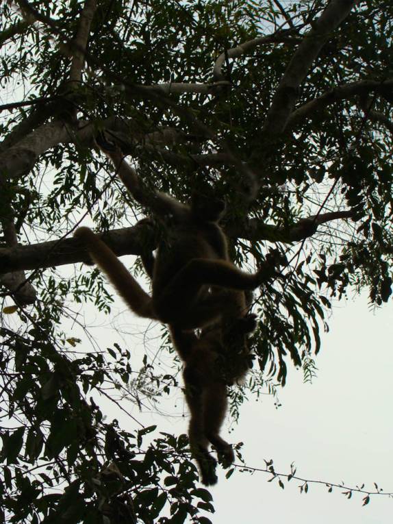 Encontro com um enorme bando de Muriquis, na RPPN Feliciano Abdalla, Reserva dos Muriquis, em Ipanema, próximo a Caratinga - MG
