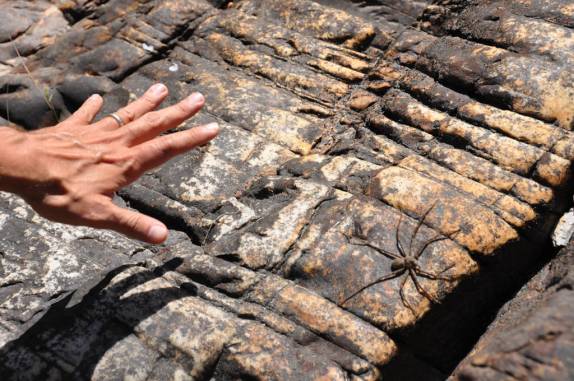 Enorme aranha em rio no alto da serra em Delfinópolis - MG Enorme aranha em rio no alto da serra em Delfinópolis - MG