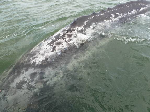 Enorme baleia ao lado do nosso barco na Baía Magdalena, em Puerto López Mateos, na Baja California - México