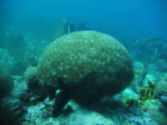 Enorme coral-cérebro em Speyside - Tobago Enorme coral-cérebro em Speyside - Tobago