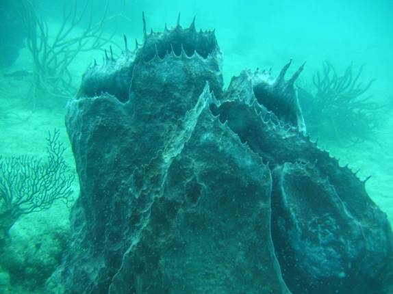 Enorme esponja em mergulho em Speyside - Tobago Enorme esponja em mergulho em Speyside - Tobago