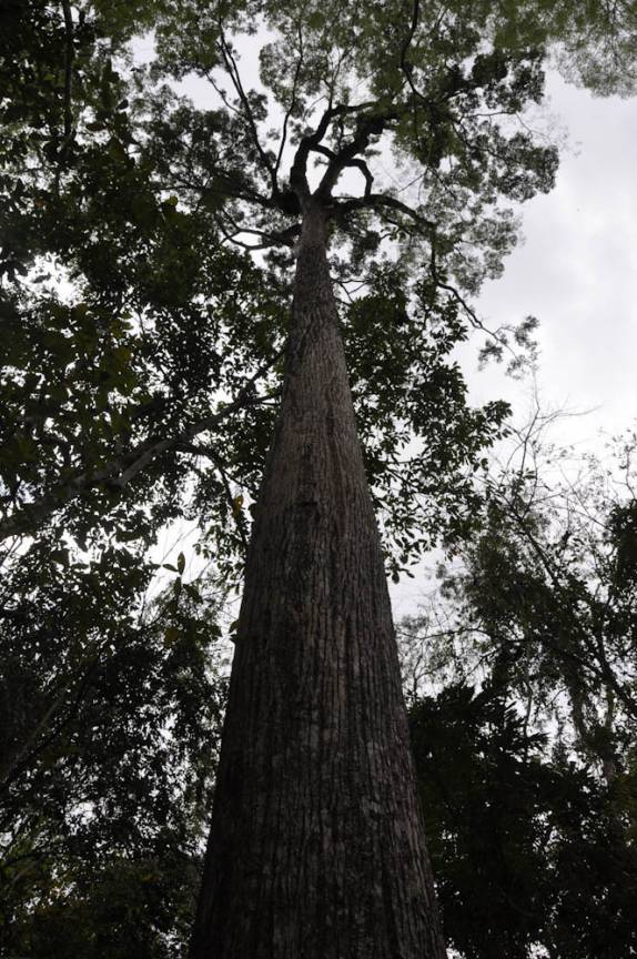 Enorme jequitibá na RPPN Feliciano Abdalla, Reserva dos Muriquis, em Ipanema, próximo a Caratinga - MG