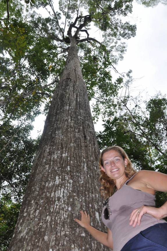 Enorme jequitibá na RPPN Feliciano Abdalla, Reserva dos Muriquis, em Ipanema, próximo a Caratinga - MG